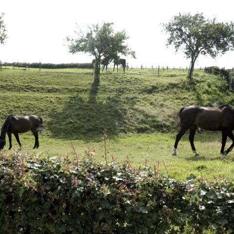 Pferdeglück in Orsbach, © Andrea Borowski