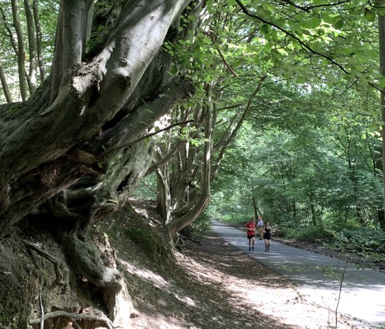 Roots make their way, © StädteRegion Aachen