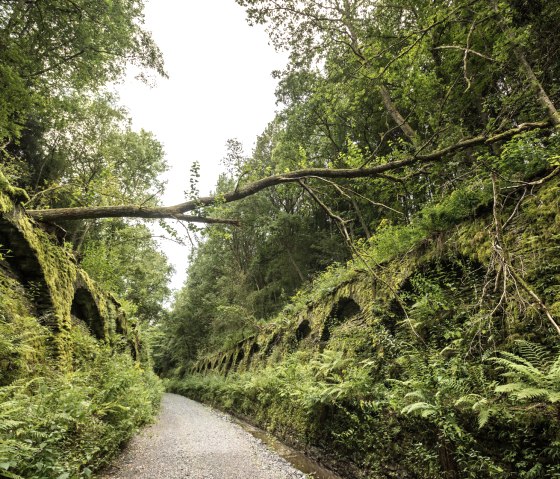 Ein bewachsener Tunnel auf der Vennbahn, umgeben von üppigem Grün. Ein umgestürzter Baum liegt quer über dem Tunnel., © vennbahn.eu