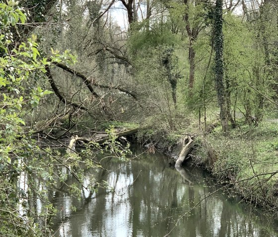 wilde Wurm, © StädteRegion Aachen