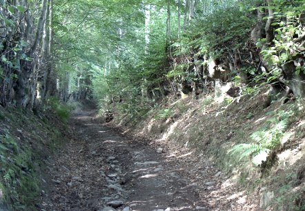 romantischer Hohlweg, gesäumt von alten knorrigen Hecken, © StädteRegion Aachen