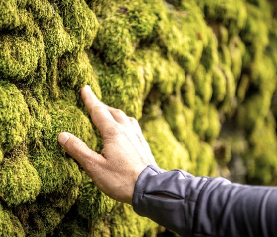 Moss formations on the Uhusley, © StädteRegion Aachen