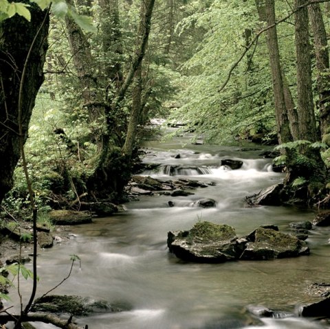 The Wüstebach stream in the Eifel National Park., © Nationalparkverwaltung Eifel