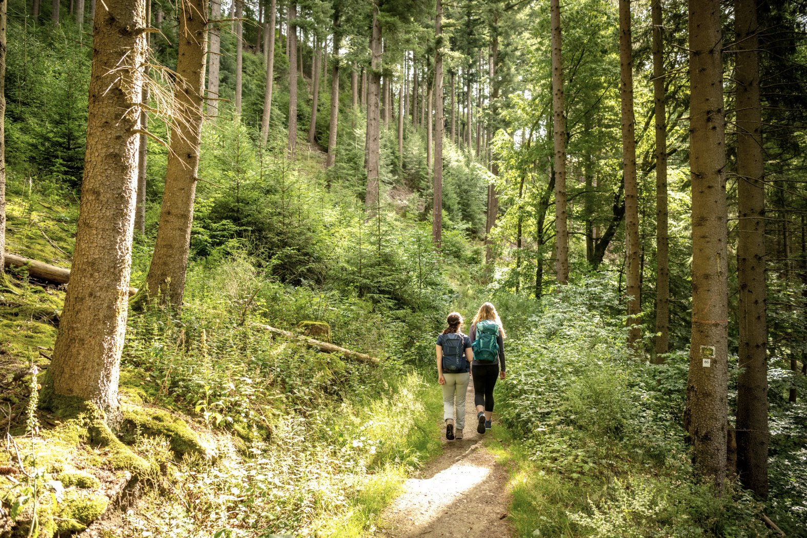 Eifelsteig bei Uhusley, © StädteRegion Aachen; Foto: Dominik Ketz