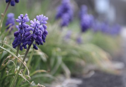 Symbolbild_Blumen, © Rursee-Touristik GmbH