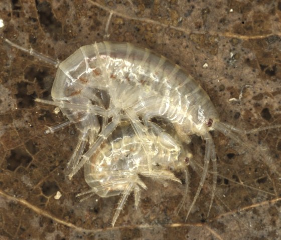 The freshwater amphipod prefers alder leaves as food., © Unbekannt