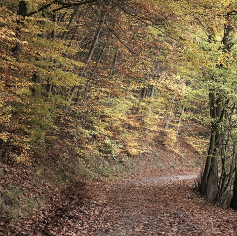 Forest near Rurberg