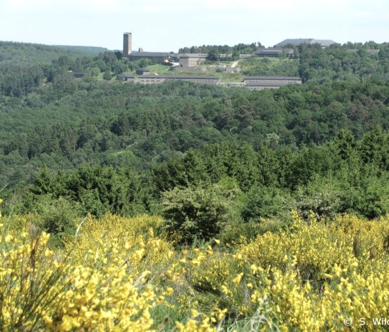 Ginstersblüte bei Burg Vogelsang, © S. Wilden