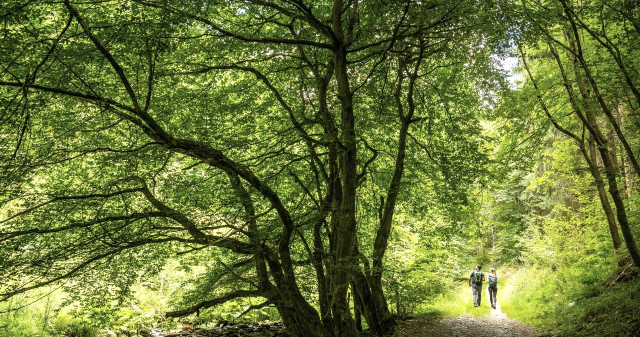 Tiefenbachtal, © Eifel Tourismus GmbH