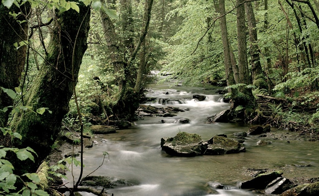 The Wüstebach stream in the Eifel National Park., © Nationalparkverwaltung Eifel