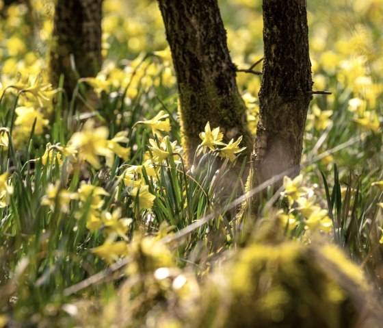 Narzissenblüte am Perlenbachtal, © StädteRegion Aachen