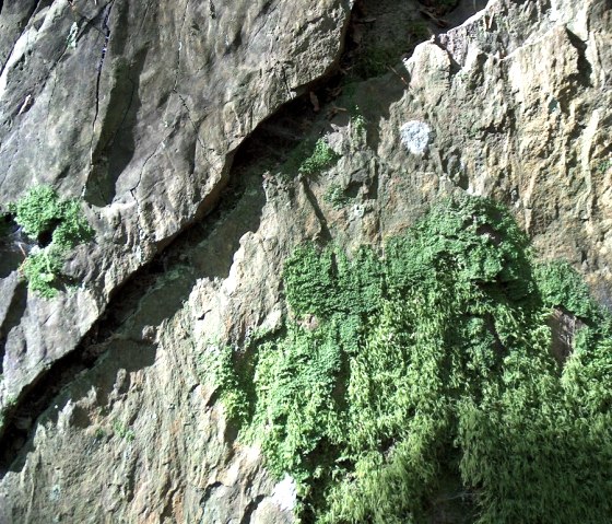 die Steine, aus der die Kapelle errichtet wurde, © StädteRegion Aachen