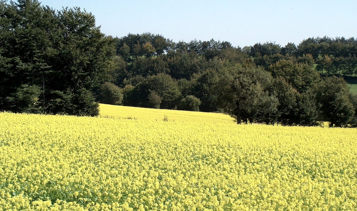 blühende Wiesen entlang des Weges, © StädteRegion Aachen