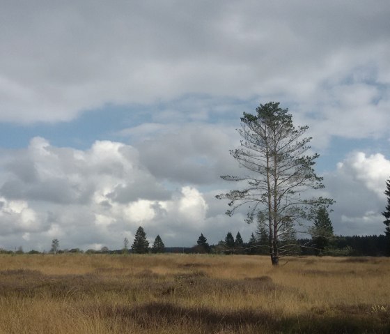 Hohes Venn, © StädteRegion Aachen