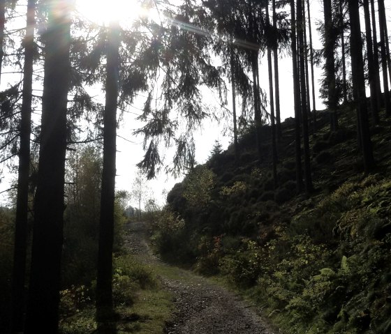 Wanderweg durch den Wald, © StädteRegion Aachen