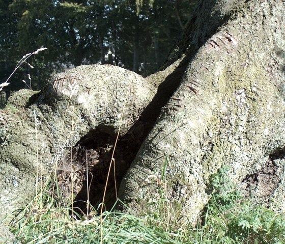 knorrige Buchenwurzeln, © StädteRegion Aachen