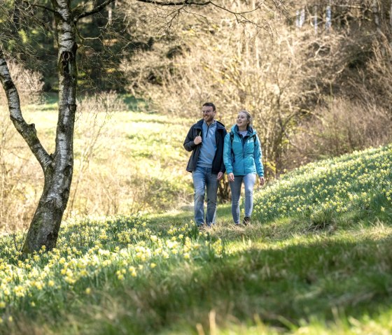 Narzissenblüte am Perlenbachtal, © Eifel Tourismus GmbH