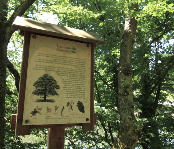 "Sessile oak" forest nature trail station, © Rursee-Touristik