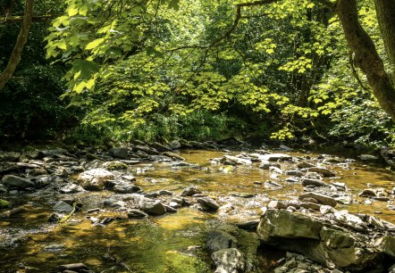 Die Rur bei Dreistegen, © Eifel-Tourismus GmbH, Dominik Ketz