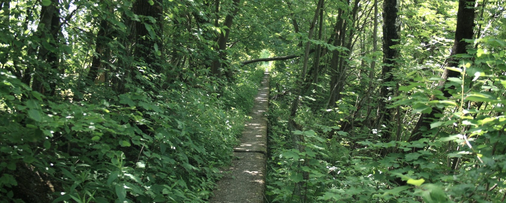 Westwall-Eifelkreuz, © Sascha Schmitz