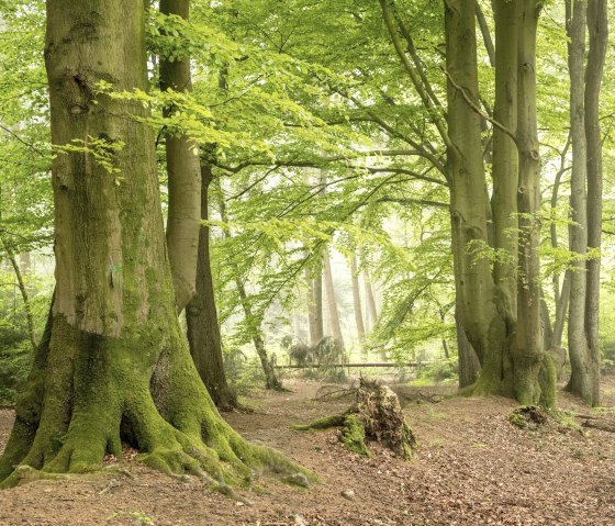 Aachener Landgraben (Grenzübergang Köpfchen), © Grünmetropole e.V.