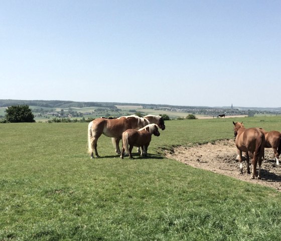 Grenzroute 7: Orsbach - Kulturlandschaft, Naturschutz, sanfte Energie, © Community