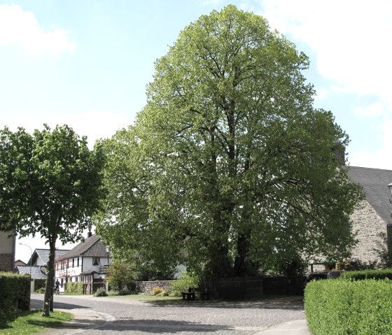 400 Jahre alte Linde, © StädteRegion Aachen