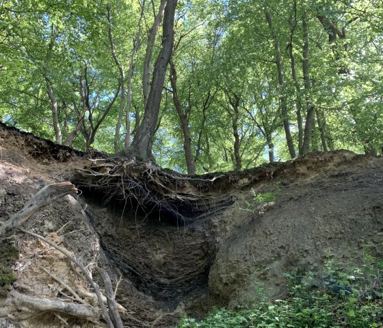 Steinbruch Kohleflöz, © StädteRegion Aachen