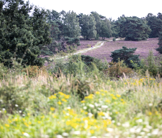 Brunssummerheide, © Visit Zuid Limburg