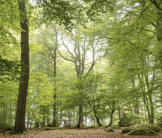Aachener Wald, © StädteRegion Aachen