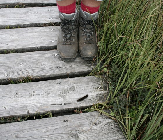 Hike in the High Fens, © Heike Becker