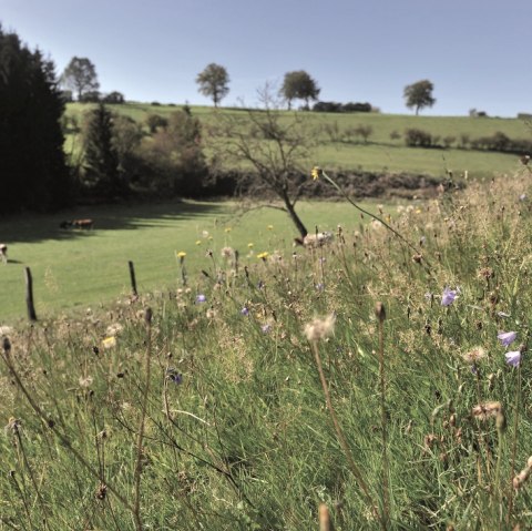 Hochgelegenes Land - Weywertz, © Tourismusagentur Ostbelgien