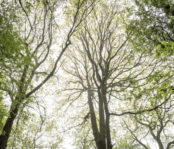 Aachener Wald/Grenzübergang Köpfchen, © StädteRegion Aachen