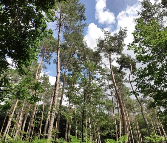 Wald von Schloss Burgau, © Kreis Düren