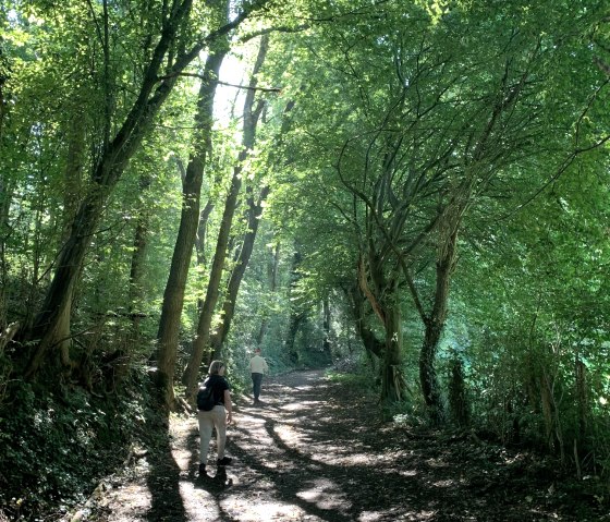 into the green thicket of the Wurm Valley, © StädteRegion Aachen