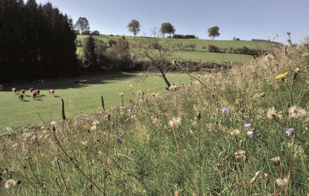 Hochgelegenes Land - Weywertz, © Tourismusagentur Ostbelgien