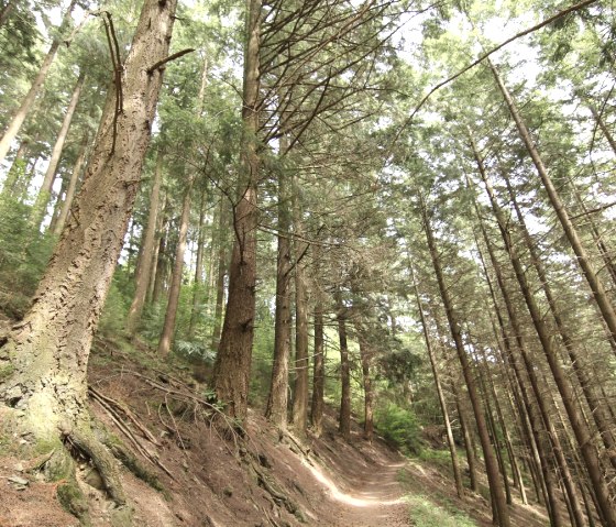Uhusley Douglas firs:, © StädteRegion Aachen