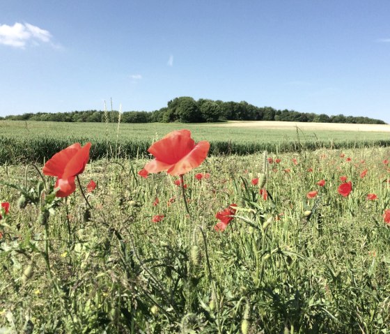 Grenzroute 7: Orsbach - Kulturlandschaft, Naturschutz, sanfte Energie, © Community