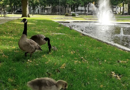 Kurpark mit Enten, © aachen tourist service e.v.