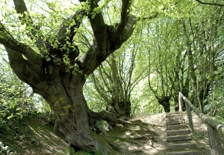 Kopfbuchen Aachener Wald, © Andrea Borowski