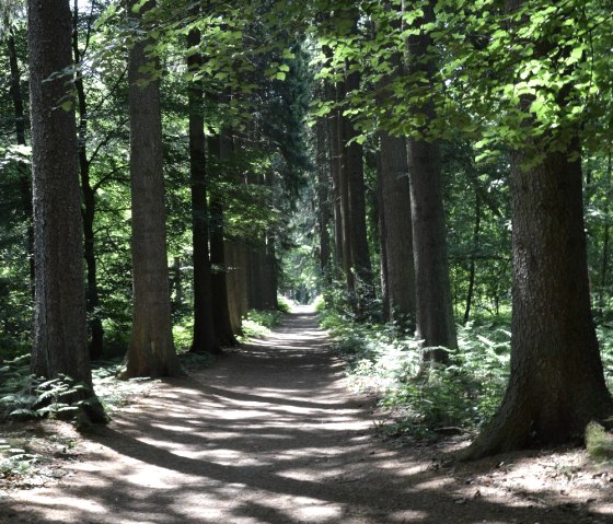 Waldweg im Malensbosch, © Community