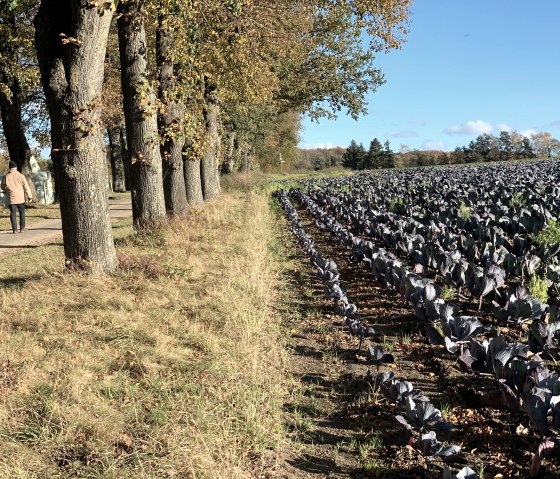 Rotkohlfeld, © StädteRegion Aachen