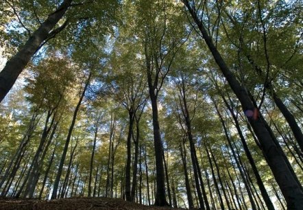 Nationalpark Eifel, © A. Simantke