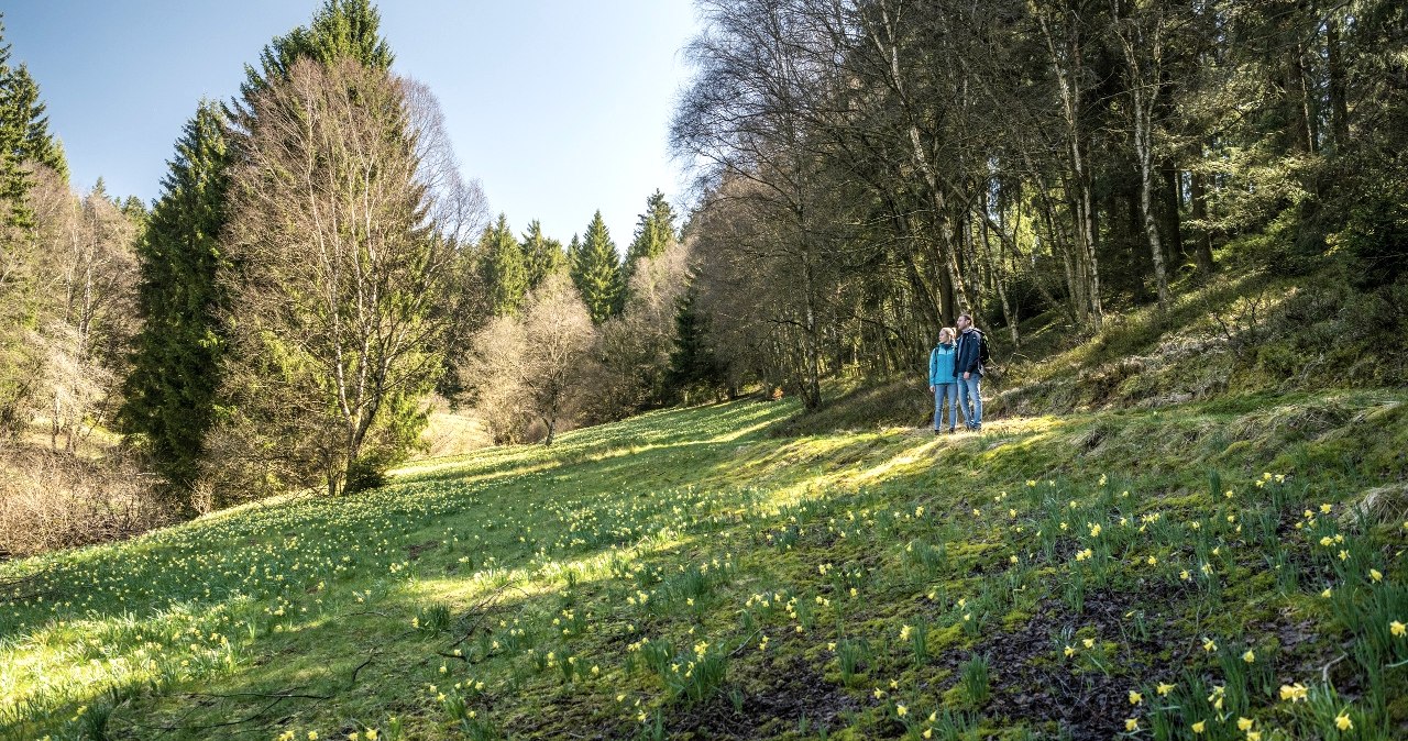 Narzissenblüte am Perlenbachtal, © StädteRegion Aachen