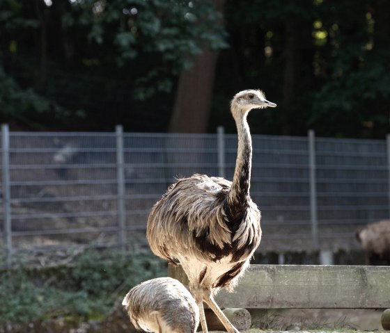 Tierpark Alsdorf, © Eifel Tourismus GmbH