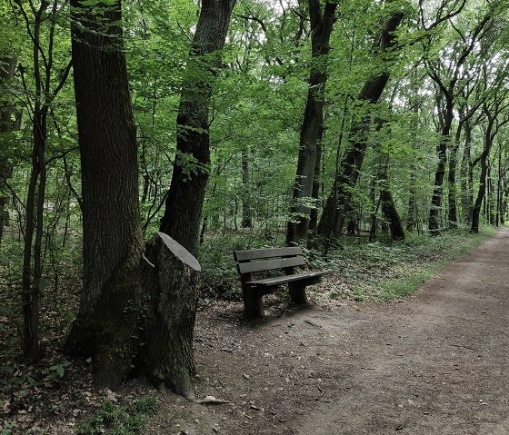 Wald von Schloss Burgau, © Kreis Düren