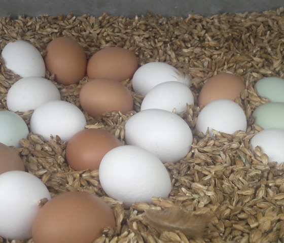 Eggs from Breitenbacher Hof, © Marcel u. Ruth Koch