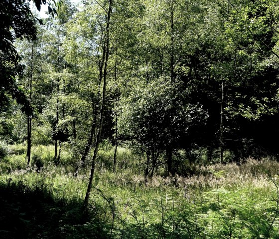 Belgenbachtal, © Bernd Läufer