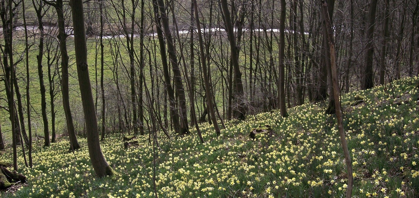 Tal der Blumen, © Tourismusagentur Ostbelgien