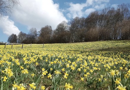 Gelbes Blütenmeer mit Narzissen, © Monschau Touristik